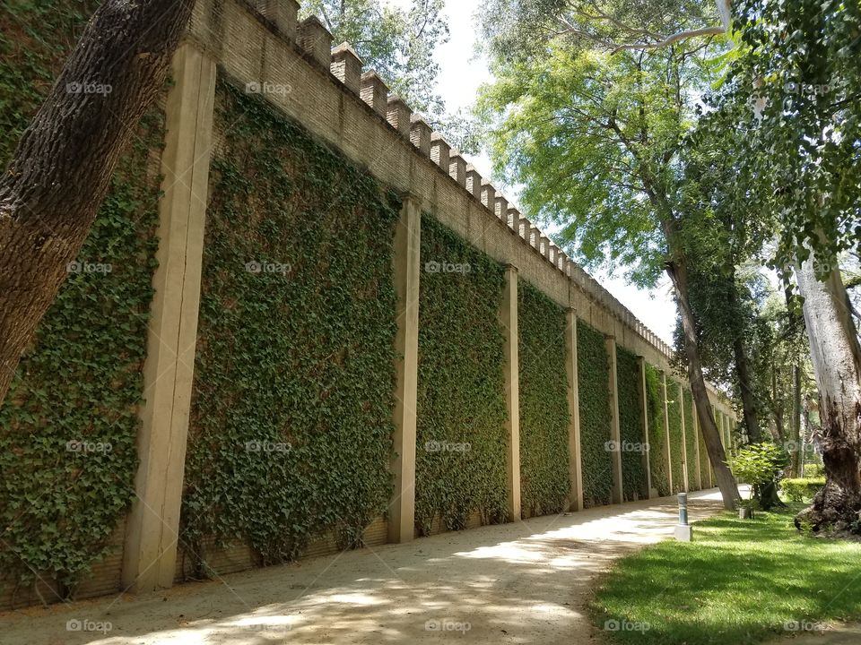 Palace walls with ivy, Seville Real Alcazar