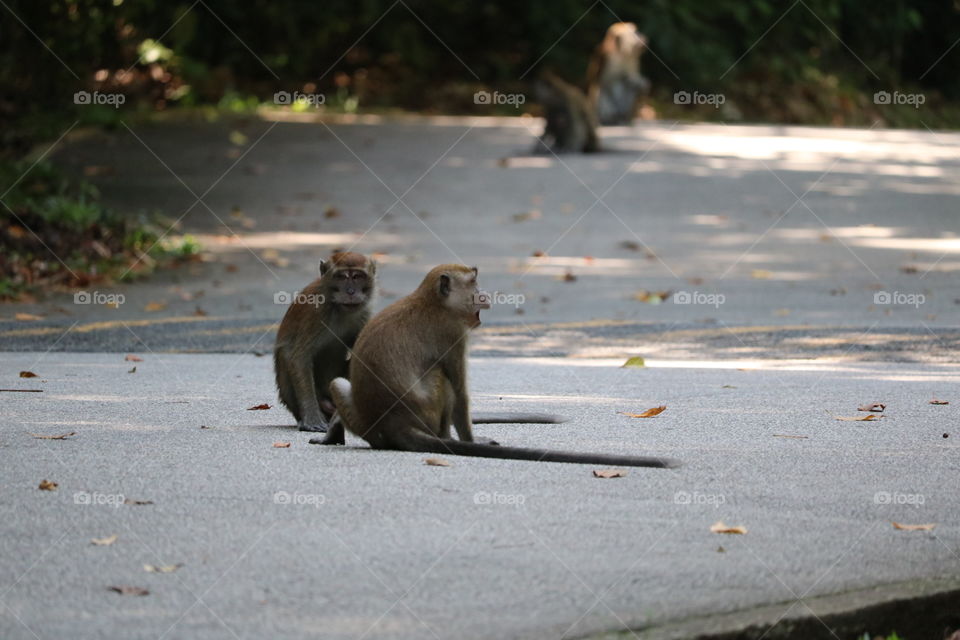 Wildlife, monkeys in Palau Ubin - 2018