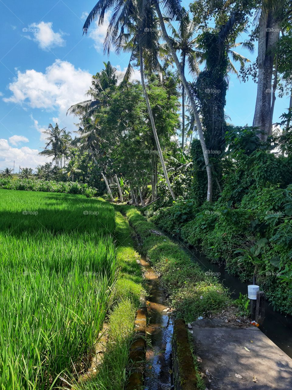 A irrigation system in a paddy fields