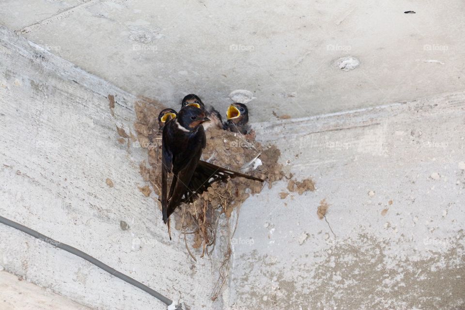 Swallow feeding young chicks
