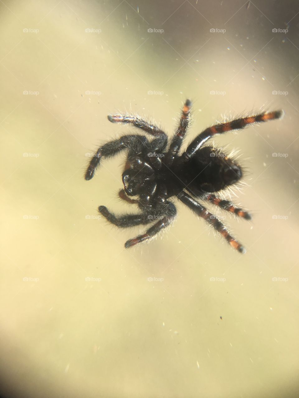 Spider on glass