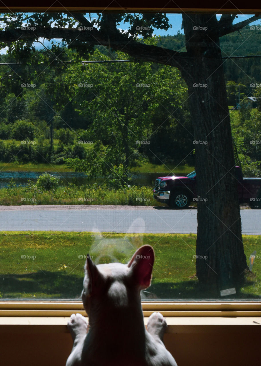 Our princess, Oyster, the french bulldog always like to peep on the people outside. She really enjoyed peeking at what they do. Such a nosy dog! We love her!