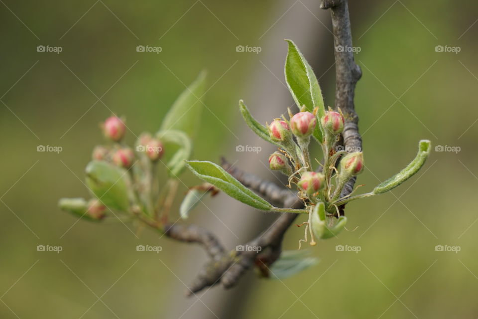 blossoming apple tree 