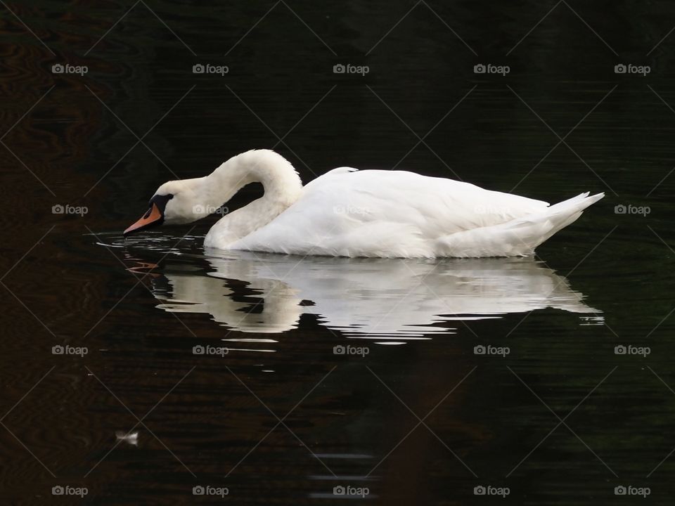Swan