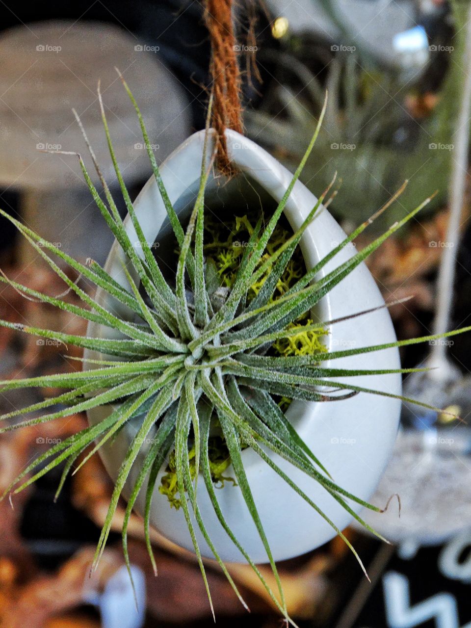 Cactus In Hanging Pottery