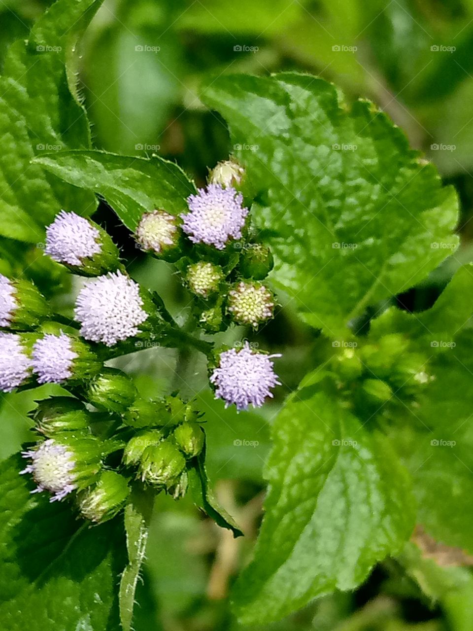 during rainy season, we tend to see different plants and grasses, this is one of the grasses I saw, I decided to snap.
I know the name, but I know you that are seeing my post know it. you can tell me and also rate my picture.