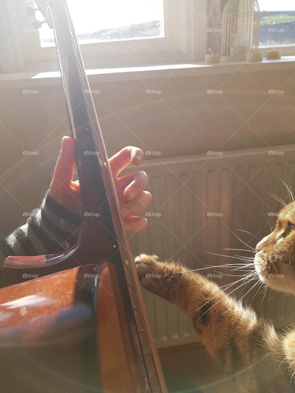 Tabby cat playing classical guitar