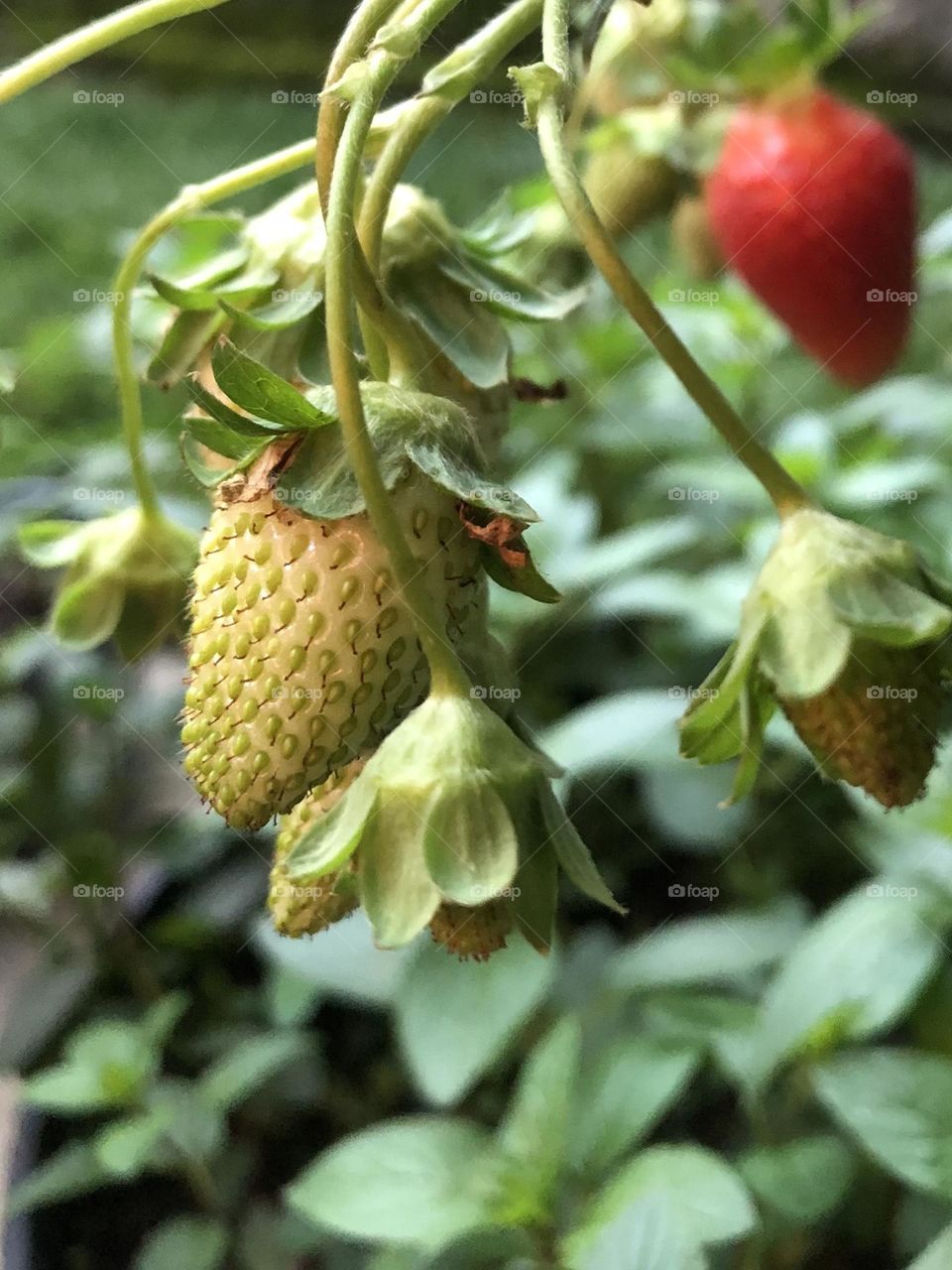 Hanging basket strawberry plant suburban neighborhood backyard summer fruit grow your own container gardening patio plants leaves foliage relaxation hobby