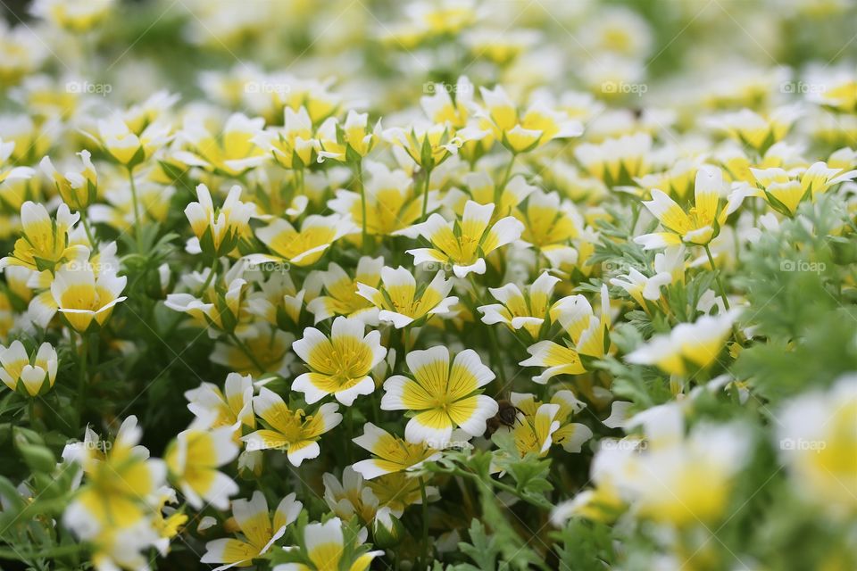 Limnanthes douglasii, 