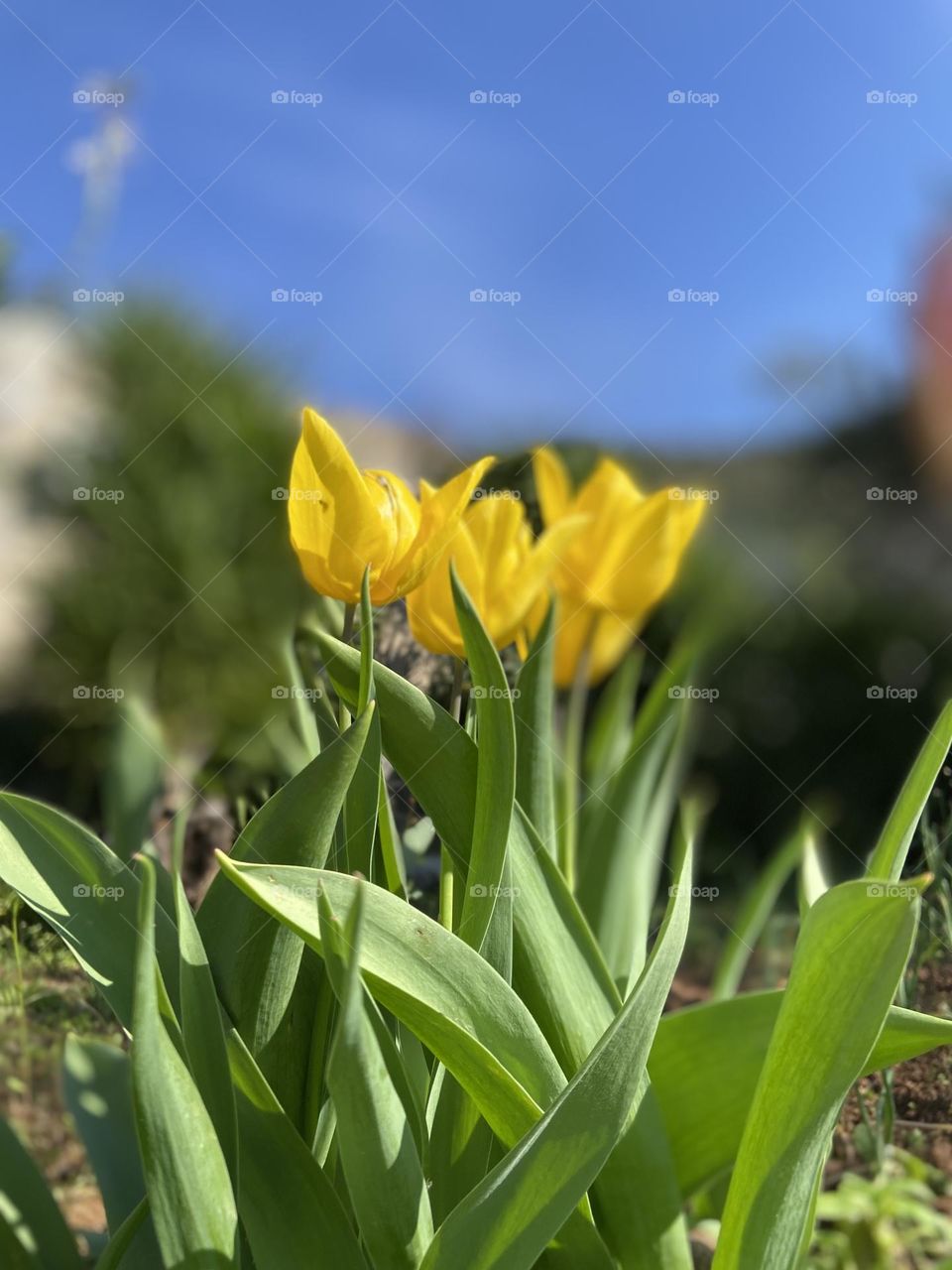 A joyful springtime display of yellow tulips against a blue sky.