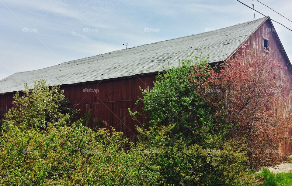 Barn Series. Weather Vane