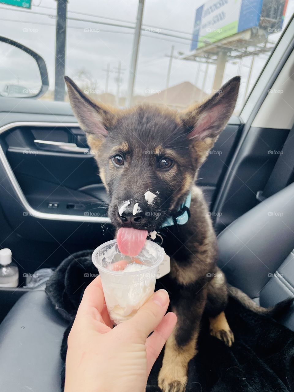 Can you tell he loved his first pup cup?!