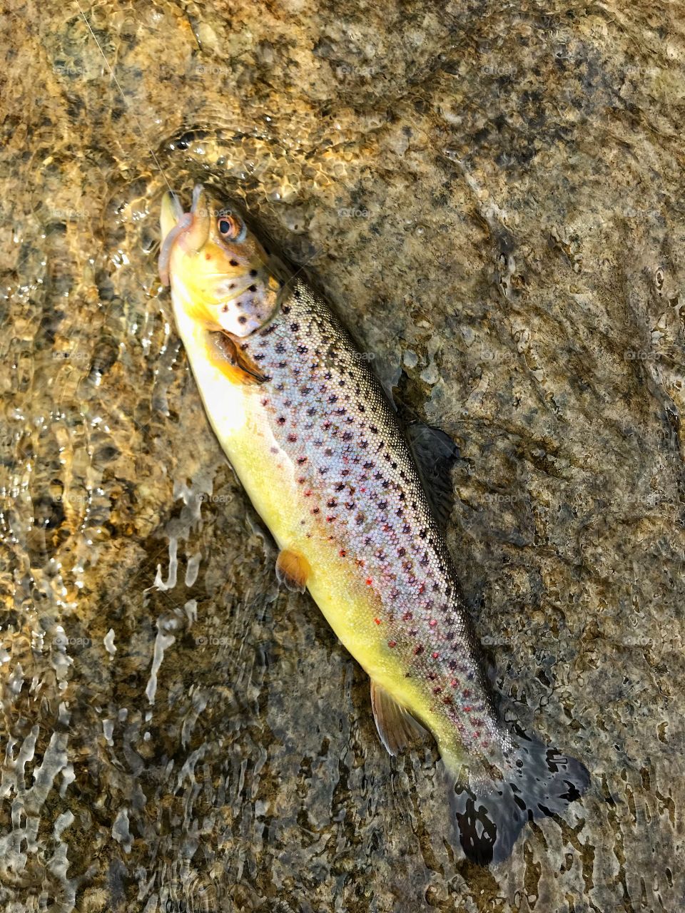 Brown trout