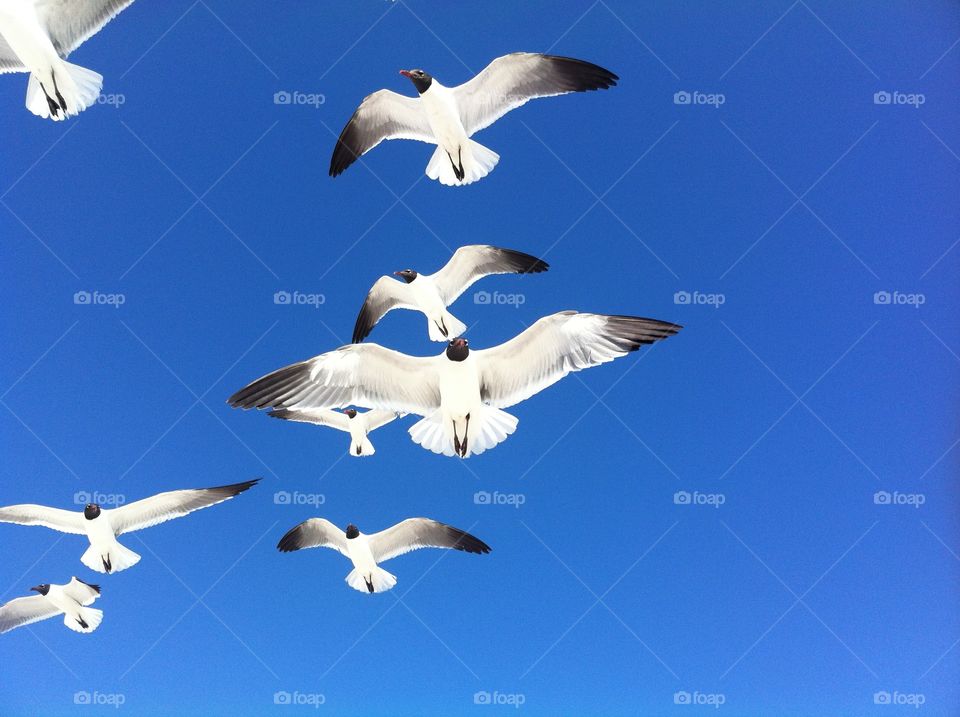 Amazing Seagulls in the Blue Sky