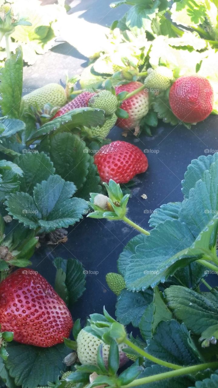family fun, picking strawberries in southern California.