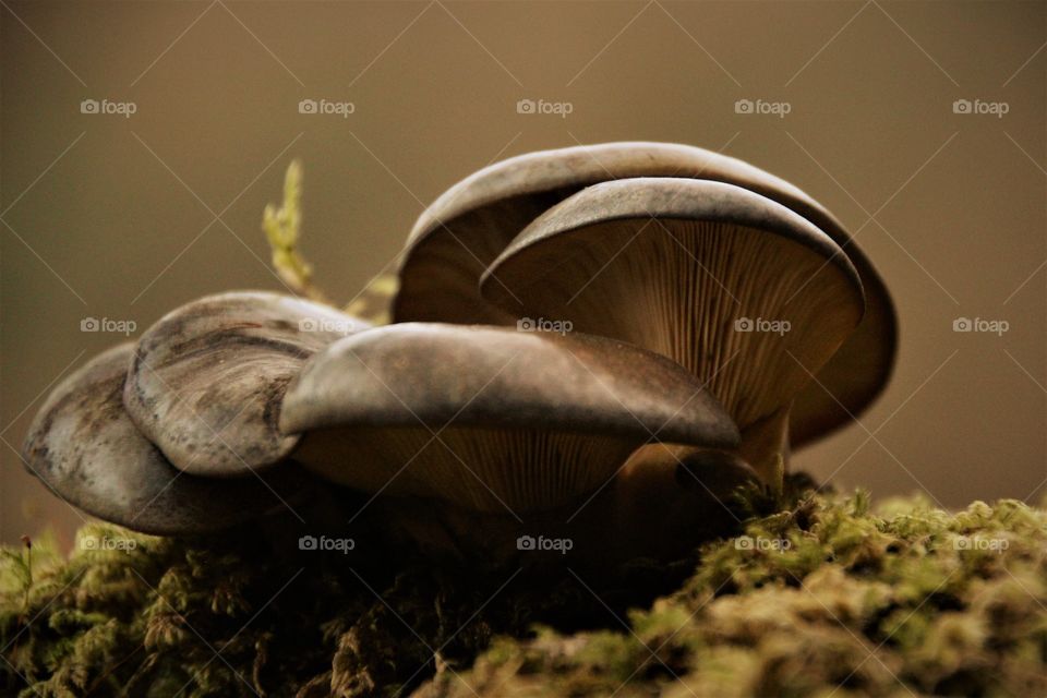 Cluster of mushrooms on a tree trunk