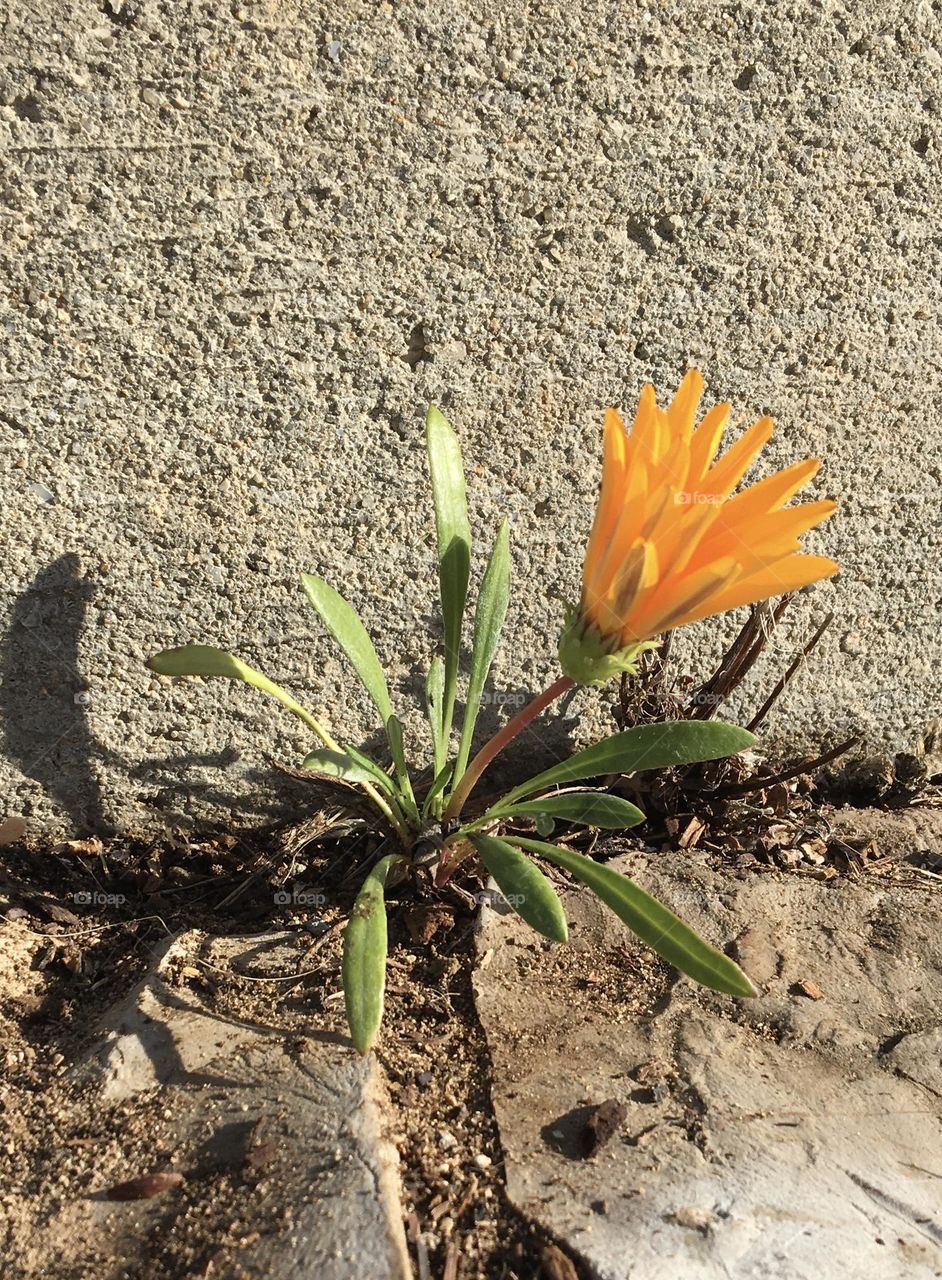 Opening Gazania flower with sunlight on pavement 