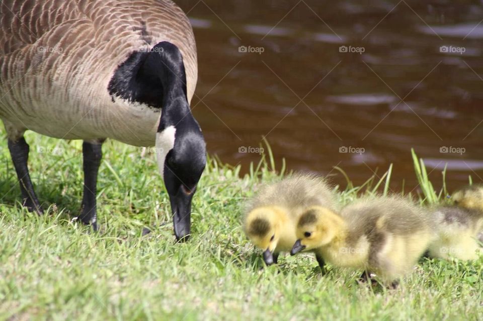 Family de geese