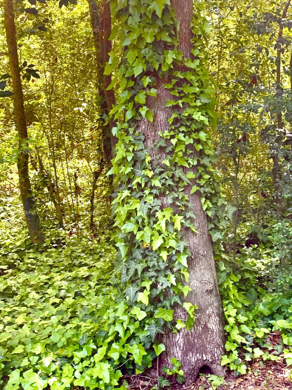 Ivy on trunk 