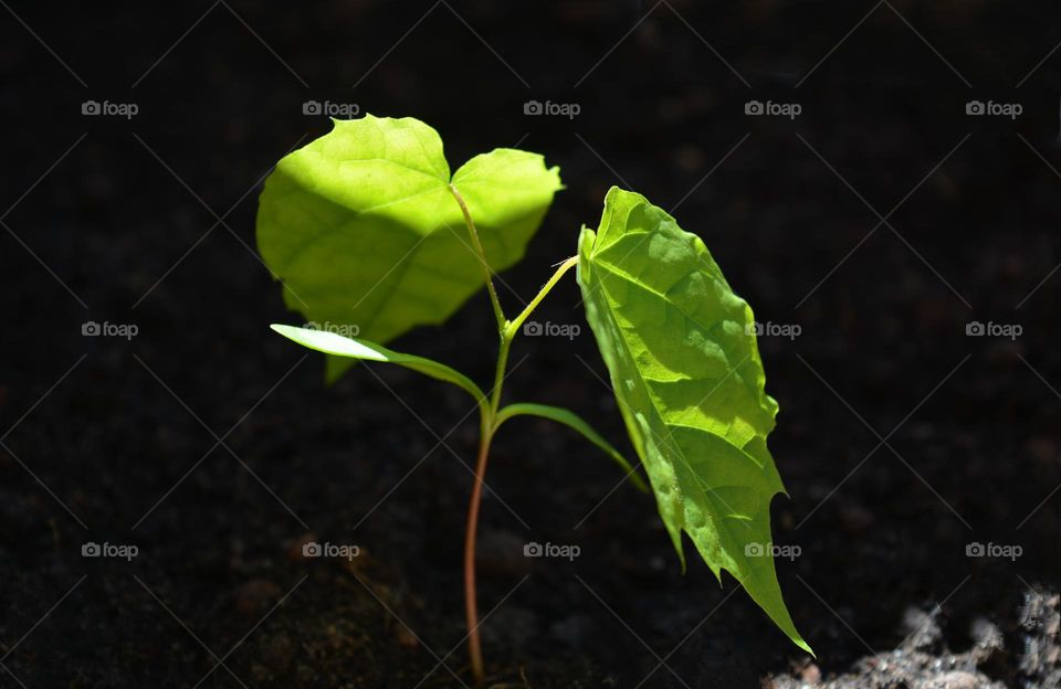 green young plant tree growing in ground in sunlight, love earth