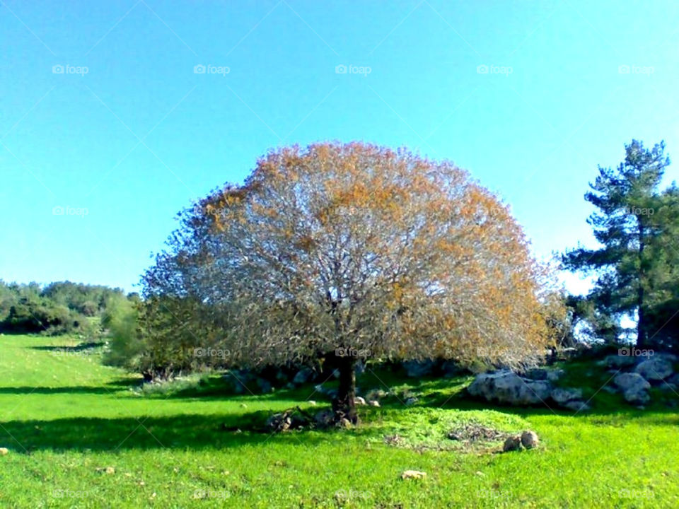 green spring tree by fatmen1