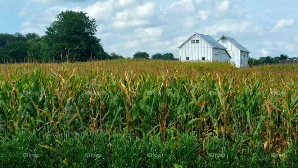 Corn field and barns. Scene on my work campus