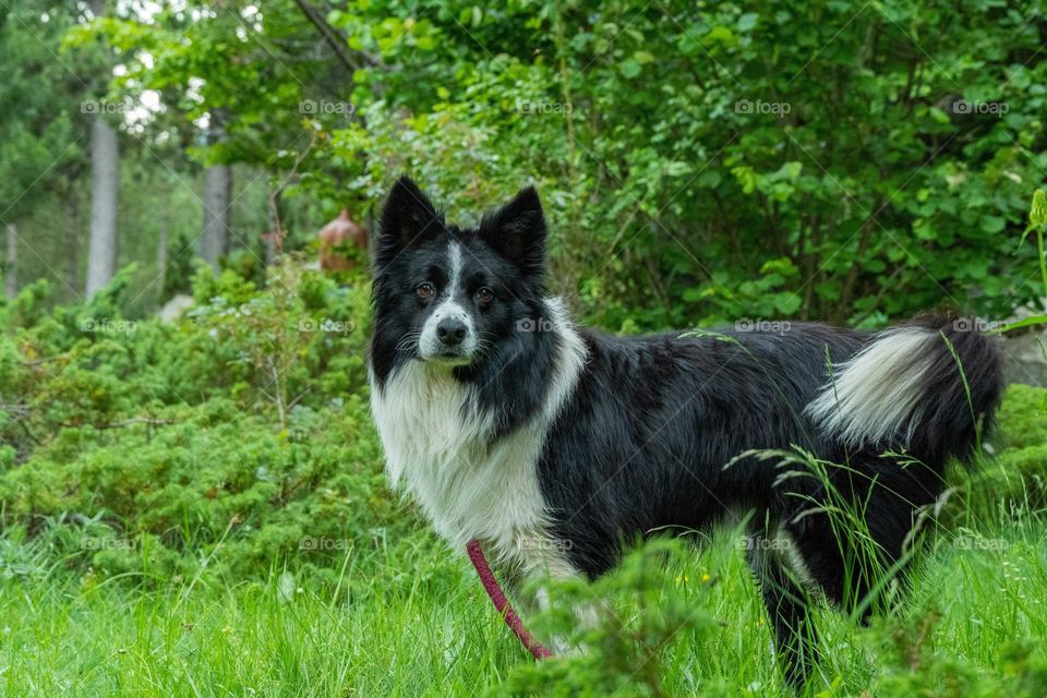 border collie