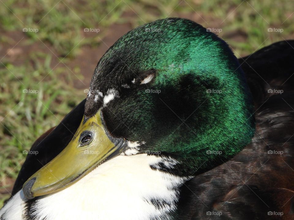 A close up of a duck 