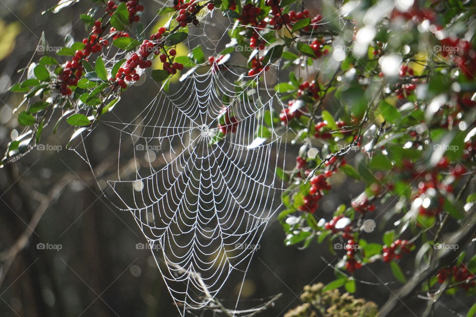 Dense fog with morning dew surrounded this web with water droplets. The shine upon its strings is a true beauty of nature!
