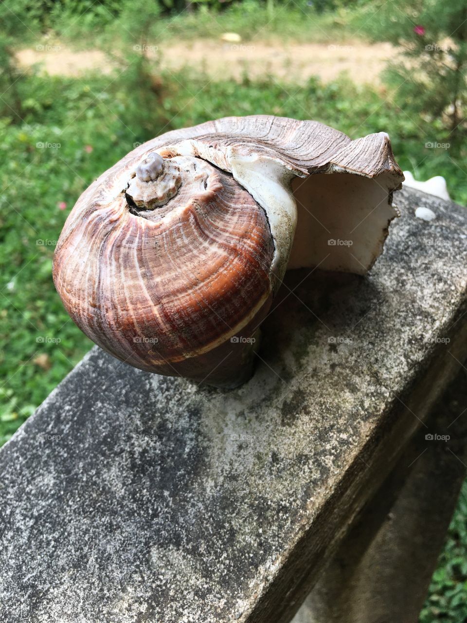 High angle view of seashell