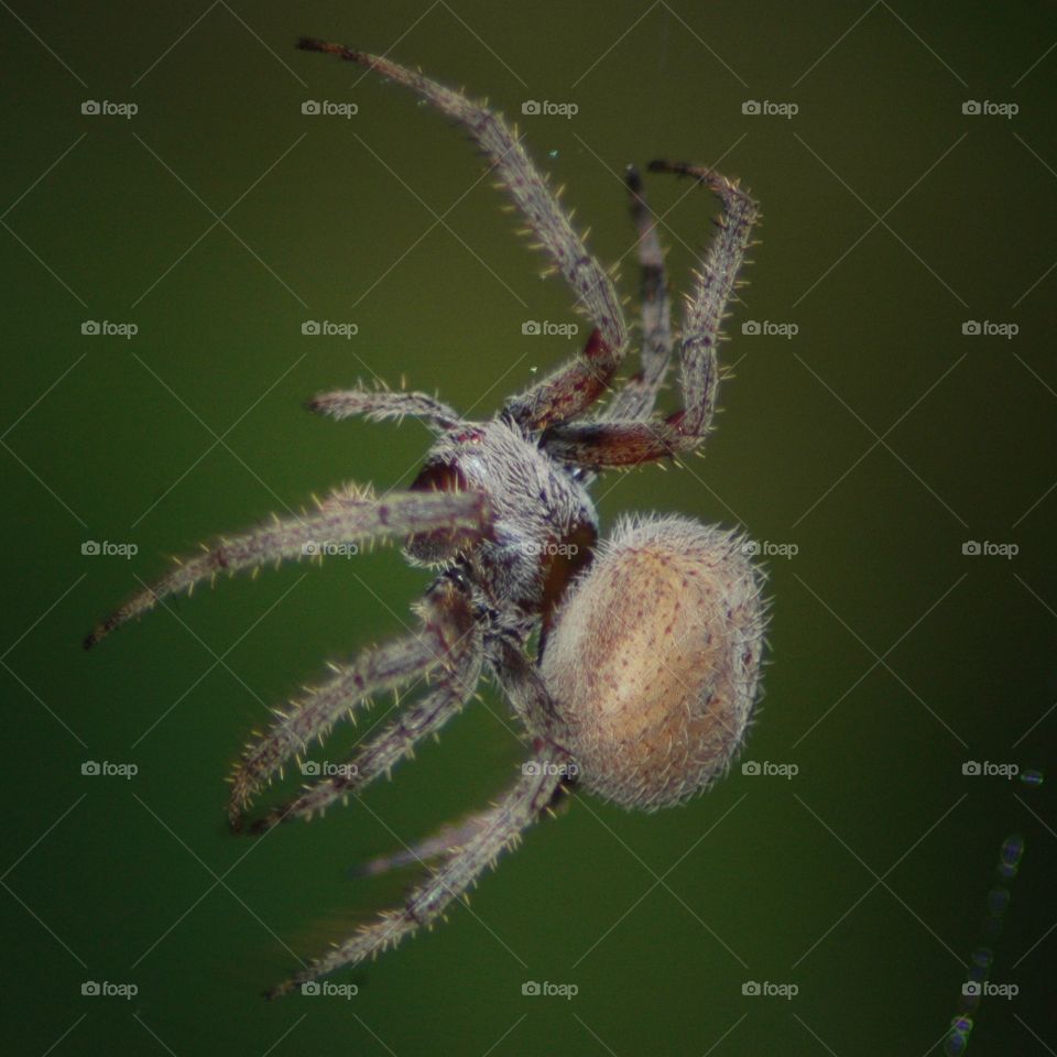orb weaver