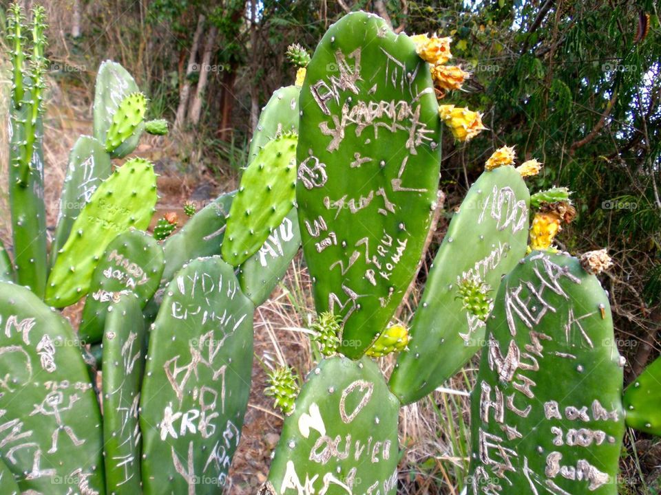 Cactus graffiti
