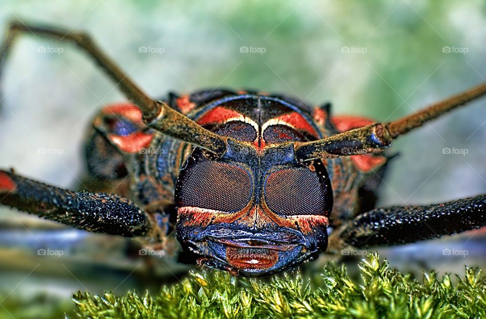 Macro shot of a colorful beetle on a bed of moss, depicting multi lens eyes.