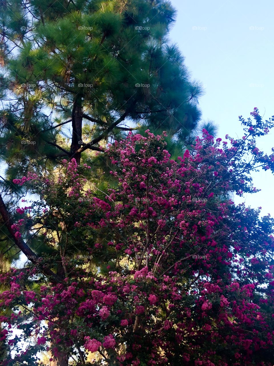 Flowering Tree 