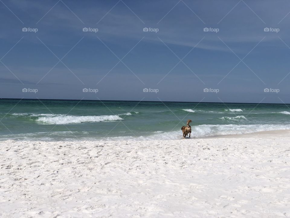 Pretty red dog running into the surf