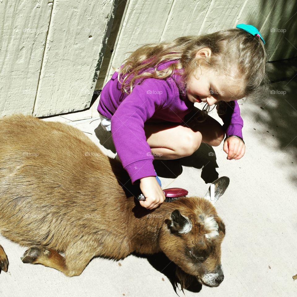 Girl Meets Goat. Doesn't every goat love to be pampered and have their fur brushed?