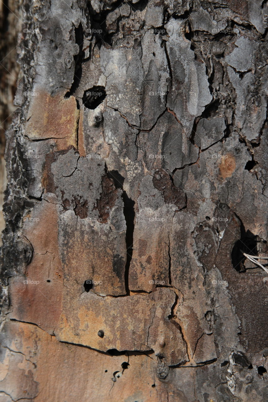 texture wood closeup