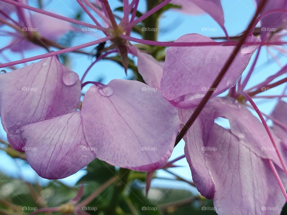 purple colour wild flowers