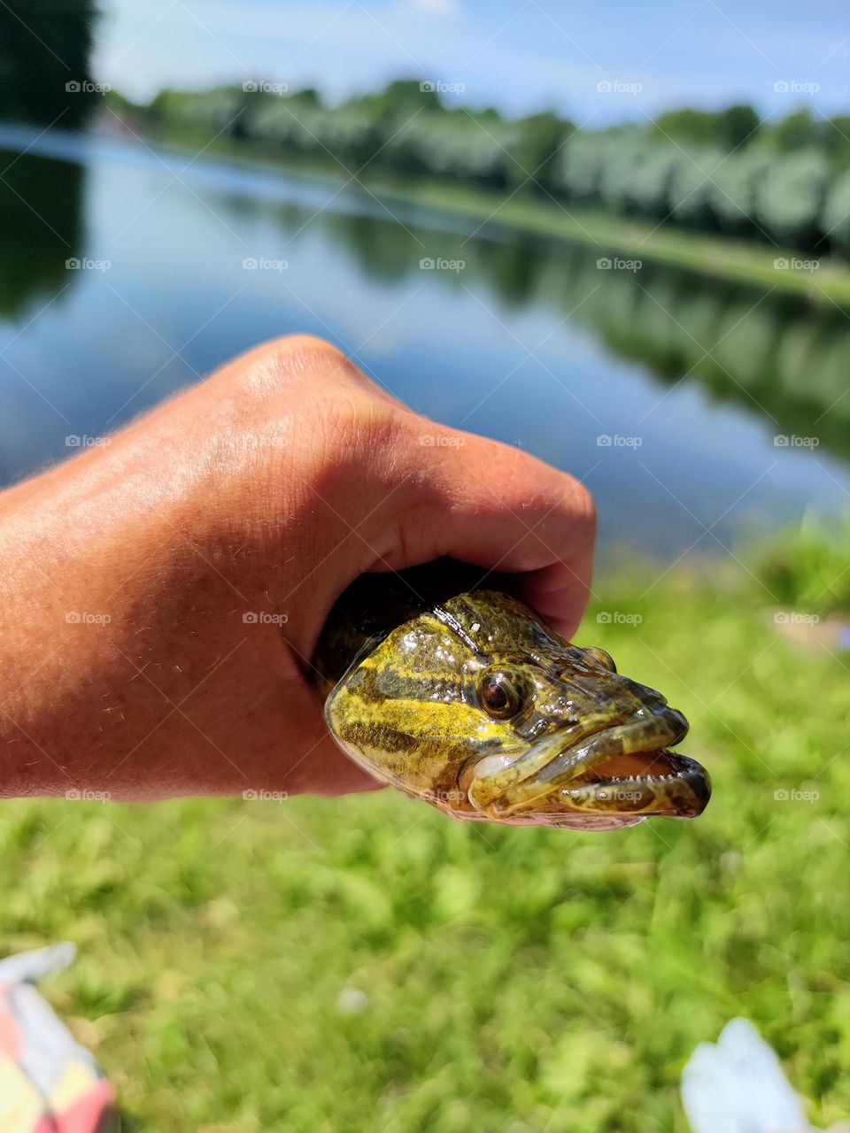 Fishing. Pond shore. Green trees are reflected in clear water. In the foreground is a hand holding a caught fish. Fish open mouth showing teeth