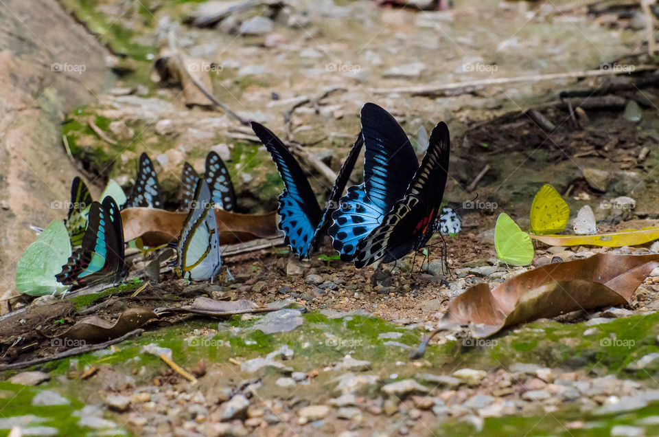 colourful butterflies