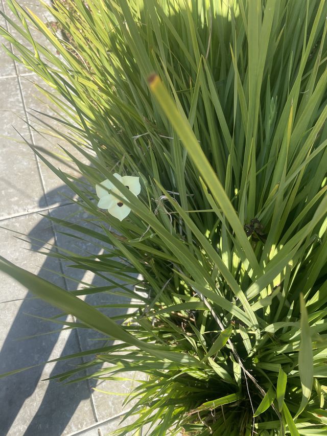 Hidden beauty 