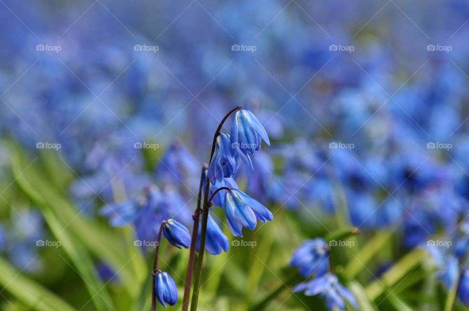 Nature, Flower, Flora, No Person, Outdoors