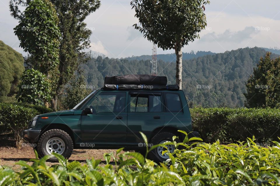 car in tea plantation