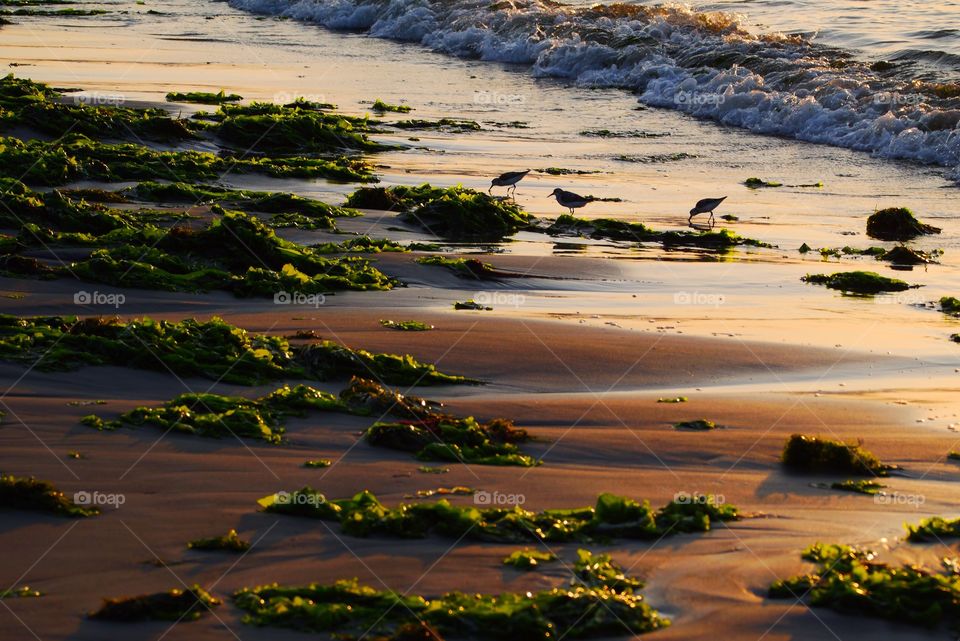 Water, No Person, Beach, Landscape, Sunset