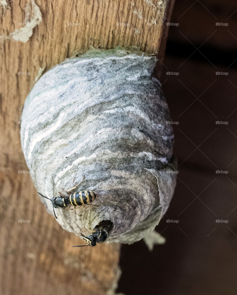 wasp nest, vespiary