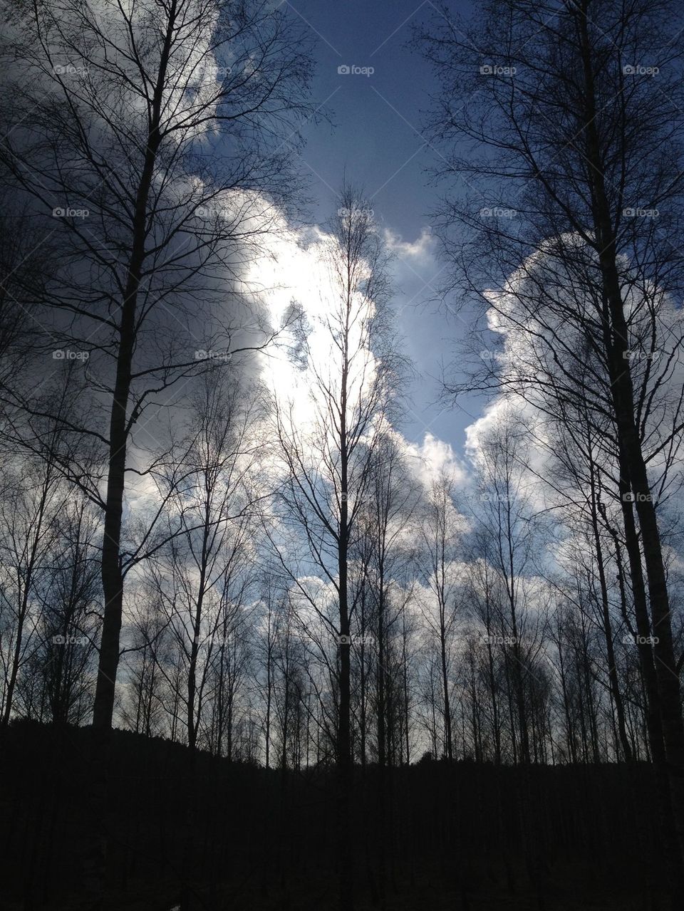 Birch silhouettes