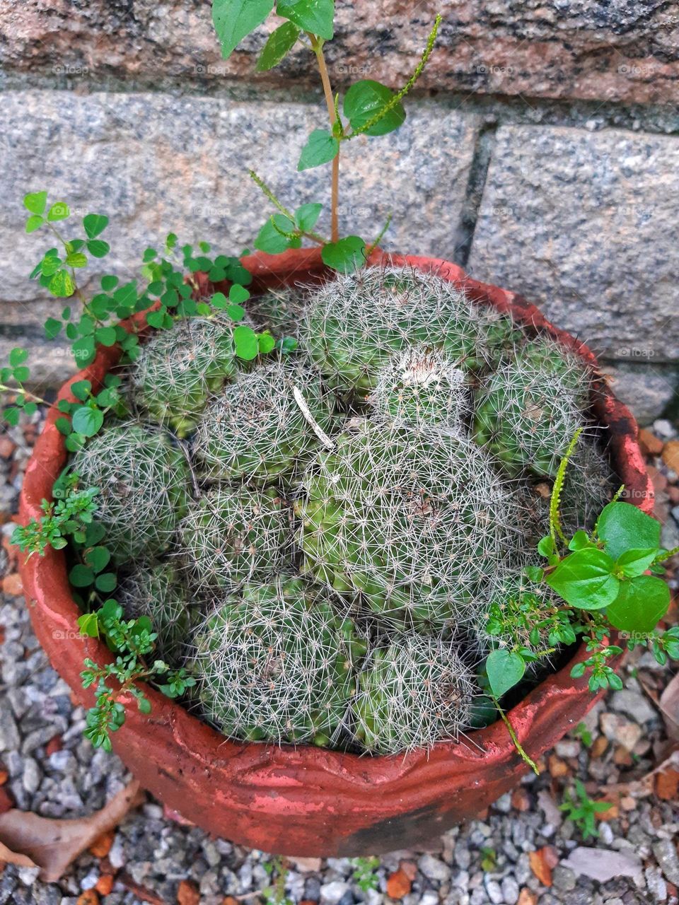 In a world full of flowers, be a cactus!