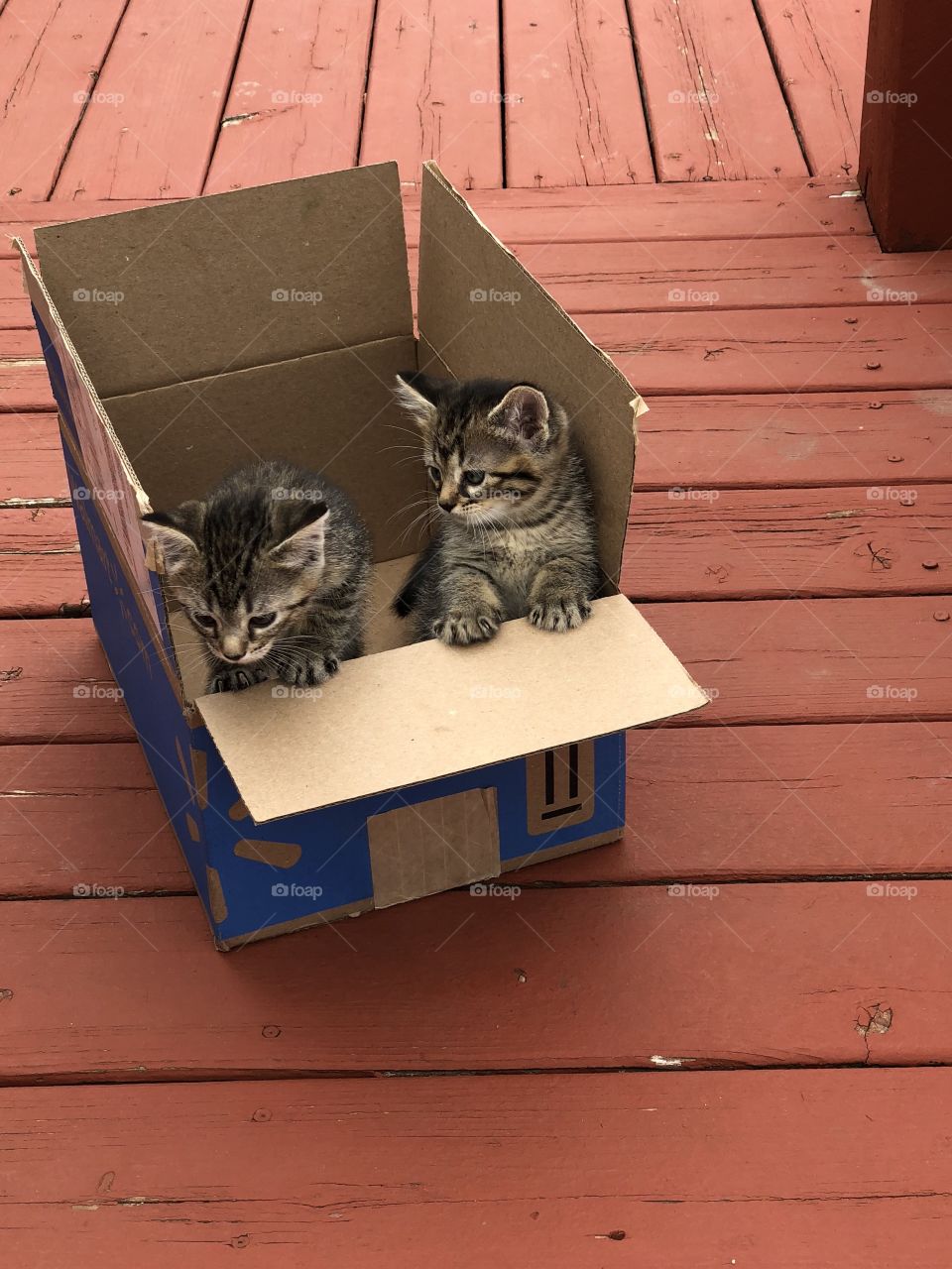 Prime unboxing with kittens