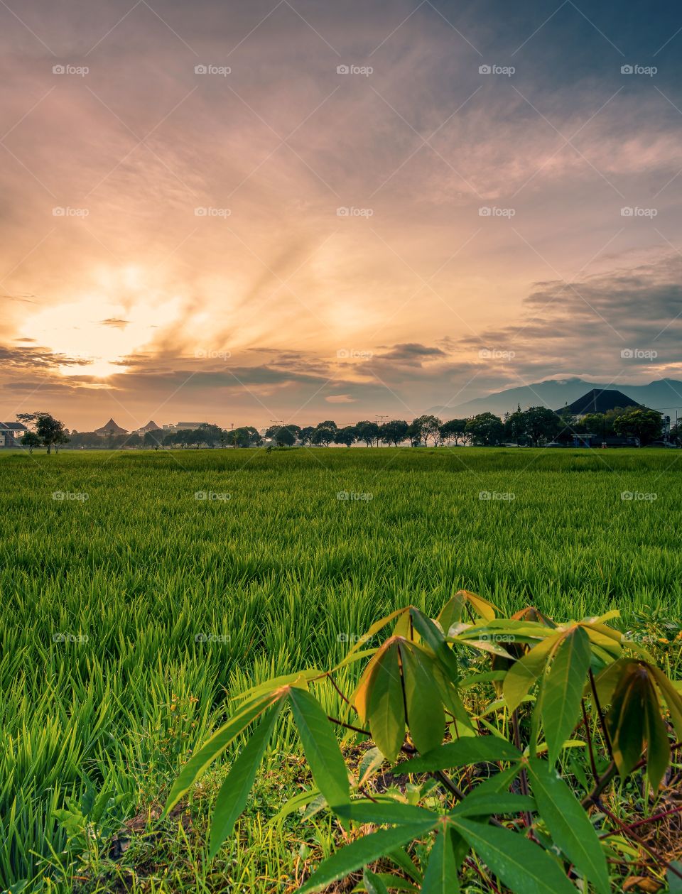 A beautiful morning in my village