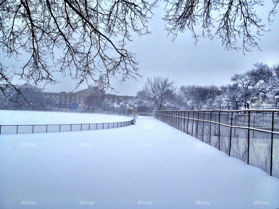 Winter Field